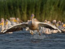 Чограйское водохранилище будет реконструировано