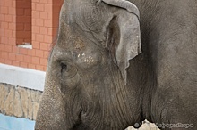 Новое ЧП в Казанском цирке: слон напал на рабочего