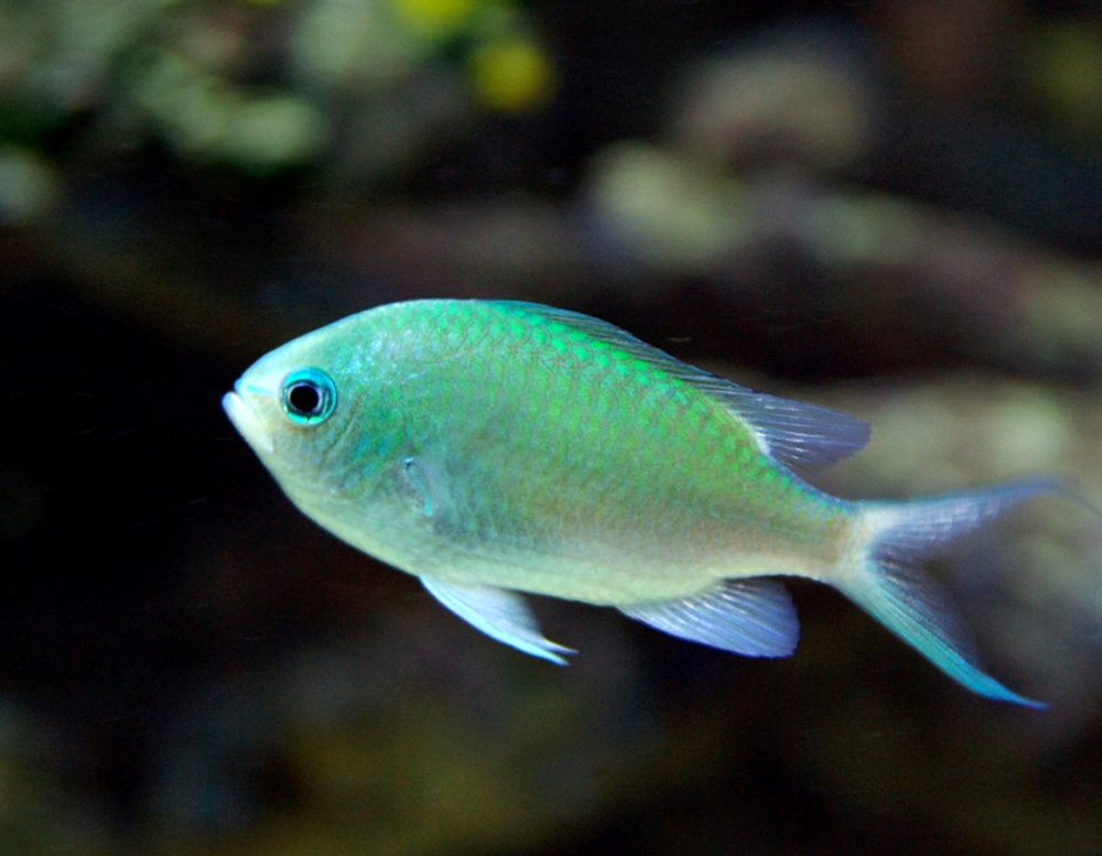 Океанариум Sochi Discovery World Aquarium, Сочи, Россия, Европа