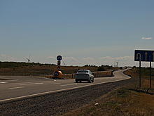 Лосенок, которого сбили в Подмосковье, умер