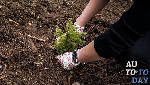 Сеть АЗК Glusco высадила более 1000 деревьев в Карпатах