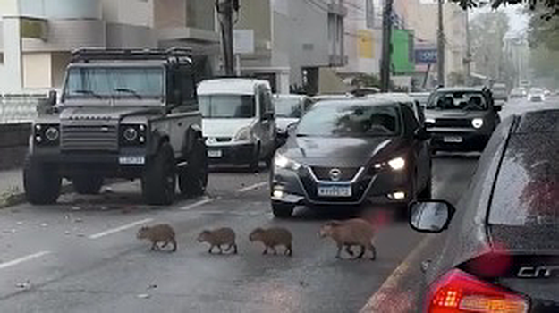 Семейство капибар устроило «самую милую автомобильную пробку»