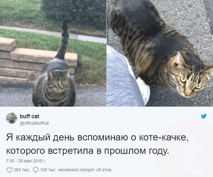 Фото Кота Качка