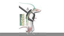 Парализованных животных «оживили» с помощью стимуляции спинного мозга