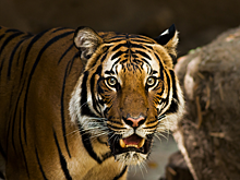 Ежегодно под угрозой исчезновения оказываются два вида