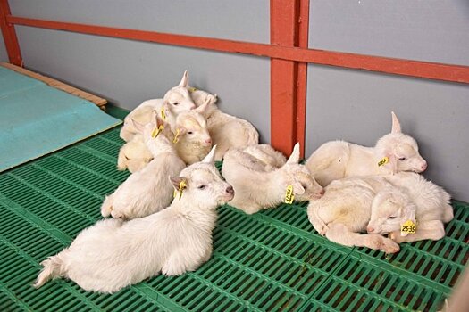 В поселке Кумены Кировской области газифицирован животноводческий комплекс