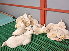 В поселке Кумены Кировской области газифицирован животноводческий комплекс