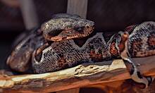 Покупатель обнаружил двухметровую змею в тележке с товарами