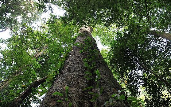 Самое высокое дерево в Африке нашли на горе Килиманджаро