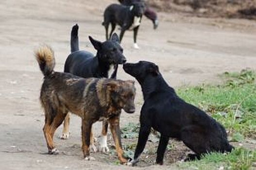 В Приморье участились случаи нападения бездомных собак