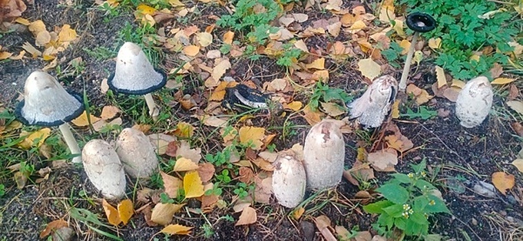 «Фу, гадость» или бомбический деликатес: калининградские грибники рассказали, что делать с навозниками