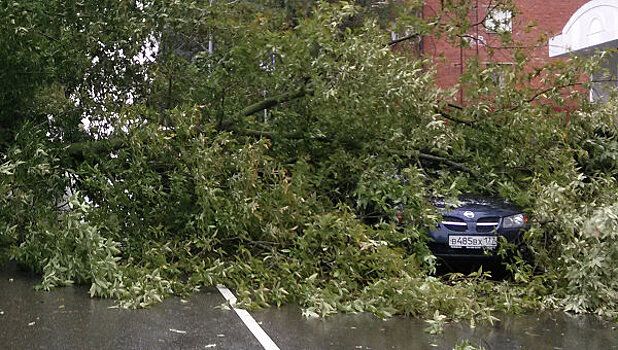 Почти 30 деревьев упали в Москве из-за сильного ветра