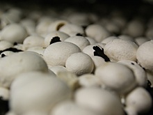 Грибной прорыв