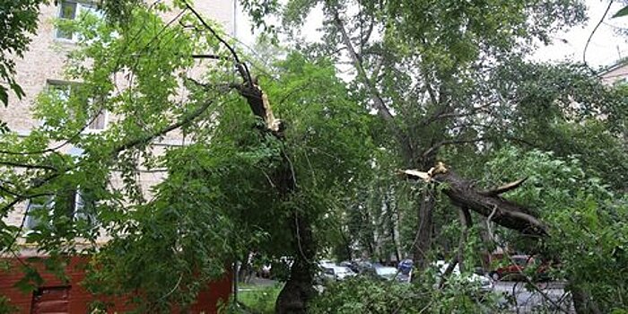 В парке "Фили" упавшее дерево повредило линию электропередачи – источник