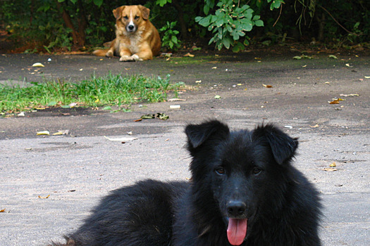 В подмосковном Софрино на фоне дела о расстреле собак началась волна отравлений