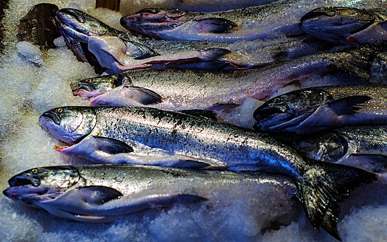 Красноярские ученые нашли самую полезную в мире рыбу в озерах Сибири