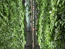 Оборудование для вертикальных ферм - успешный российский стартап