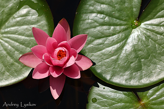 Олимпиада и славянская мифология: секреты водных растений