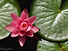 Олимпиада и славянская мифология: секреты водных растений