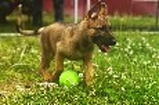 Щенков из Подмосковного племенного питомника ГУФСИН направили на службу в учреждения УИС Брянска, Москвы и области