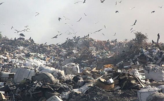 Экология, комфортная среда, вывоз мусора – как реализуют нацпроекты в НСО