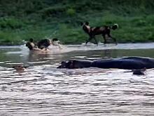 Бедная антилопа, спасаясь от собак, привлекла внимание бегемотов в ЮАР