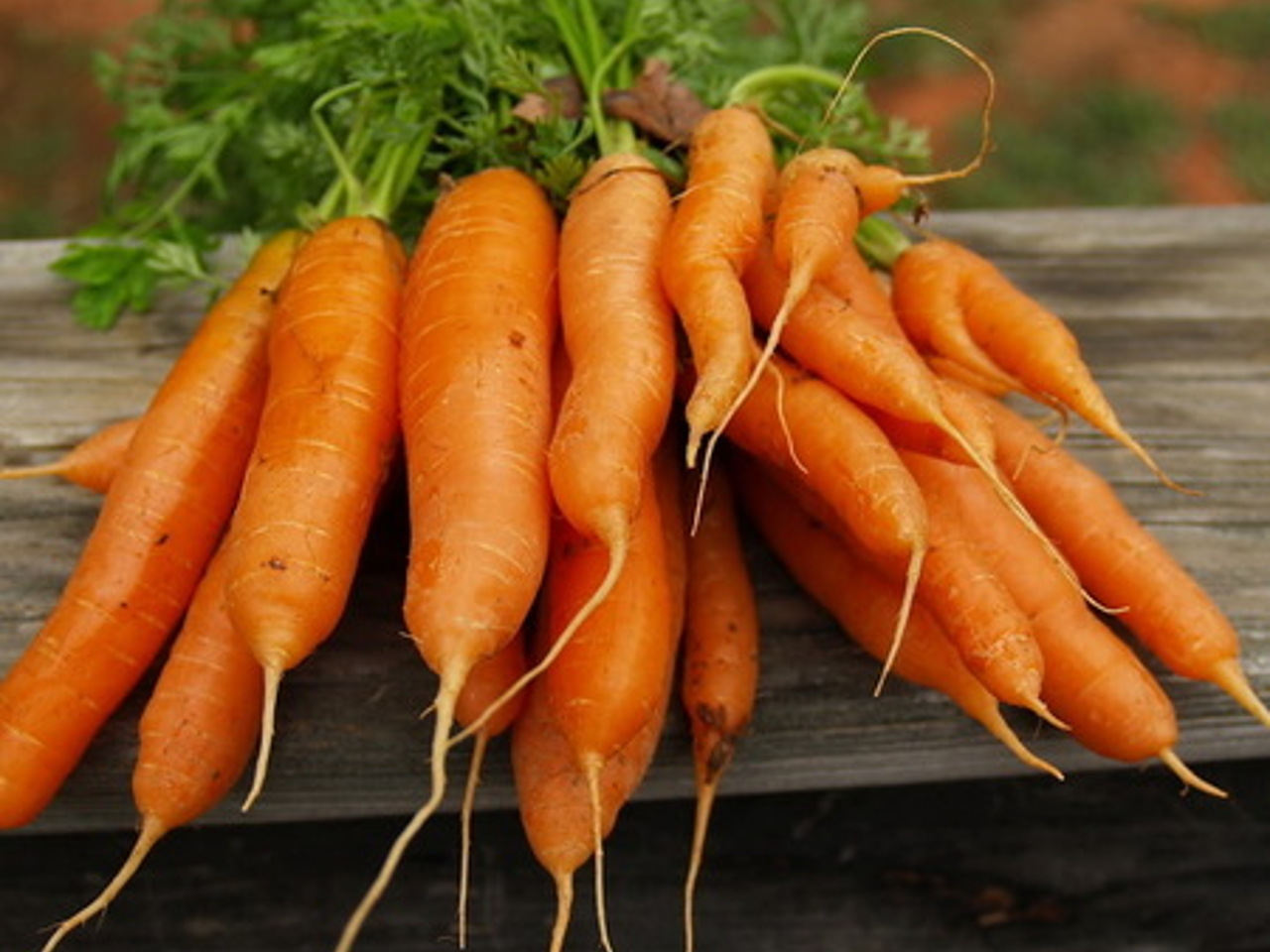 Гавриш морковь Карлена. Морковь сорт Каспий. Морковь в Узбекистане. Морковь урожай дача. Лучшие сорта моркови для средней полосы
