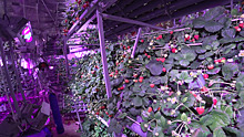 Томский клубничный агростартап выращивает ягоду по уникальной технологии