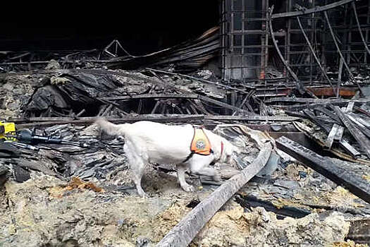 МЧС: кинологи Центроспаса и центра "Лидер" работали на месте теракта в "Крокусе"