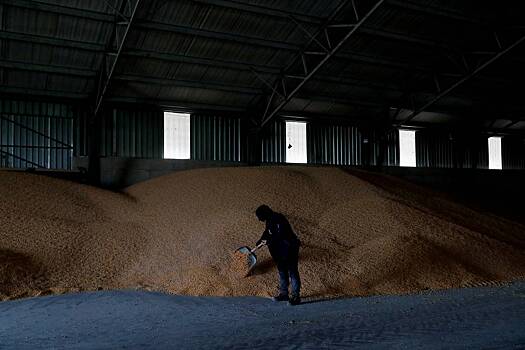 В Евросоюзе подняли вопрос об опасности украинского зерна для здоровья