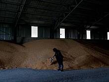 В Евросоюзе подняли вопрос об опасности украинского зерна для здоровья