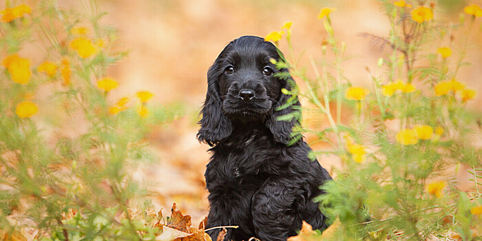 Шестилапого щенка нашли на парковке в Великобритании