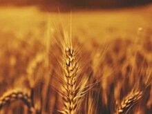 Конспекты спикеров AGRО OUTLOOK RUSSIA 2023 со сценариями развития экспорта
