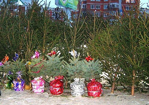          Как выбрать идеальное новогоднее дерево?       