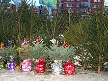          Как выбрать идеальное новогоднее дерево?       
