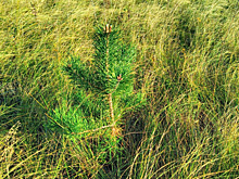 В Самарской области высадили 10 тысяч сосен