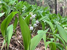 В «Бузулукском бору» в Оренбуржье распустились ландыши