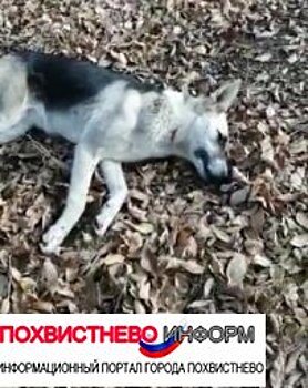 На глазах у девочки в Сызрани застрелили собаку