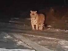 В Приморье пришедший к рыбакам в гости тигр попал на видео