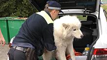 В Орловской области полицейские доставили в ветлечебницу раненого самоеда, найденного на обочине