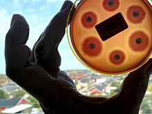 Из-за изменений климата в США начали распространяться смертельные плотоядные бактерии: Новости ➕1, 23.03.2023