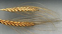 Впервые полностью расшифрован геном предка всех сортов пшеницы
