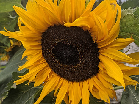 Декоративный подсолнух: такого вам видеть наверняка не доводилось!