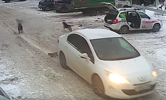 В Самаре проверяют видео, на котором неизвестный водитель сбивает собаку