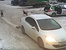 В Самаре проверяют видео, на котором неизвестный водитель сбивает собаку