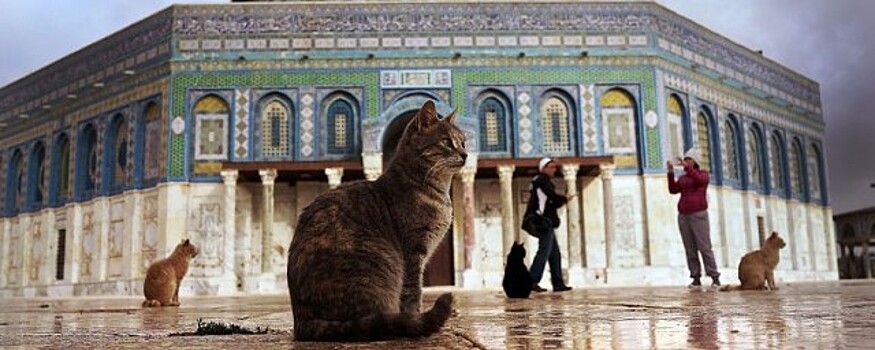 Представители духовных управлений мусульман заявили, что кошки в мечетях не мешают молитвам