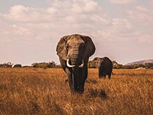 На сафари в Замбии слон достал туристку из машины и затоптал ее насмерть