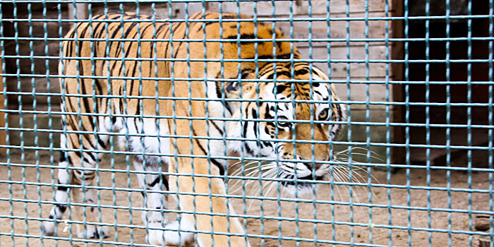 Центр реабилитации тигров открылся под Петербургом