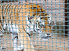 Центр реабилитации тигров открылся под Петербургом