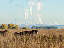 «Россияне любят природу, но платить за ее сохранение не готовы»: Колонки экологии ➕1, 16.11.2022